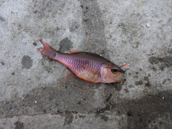 いるか浜堤防 (6)