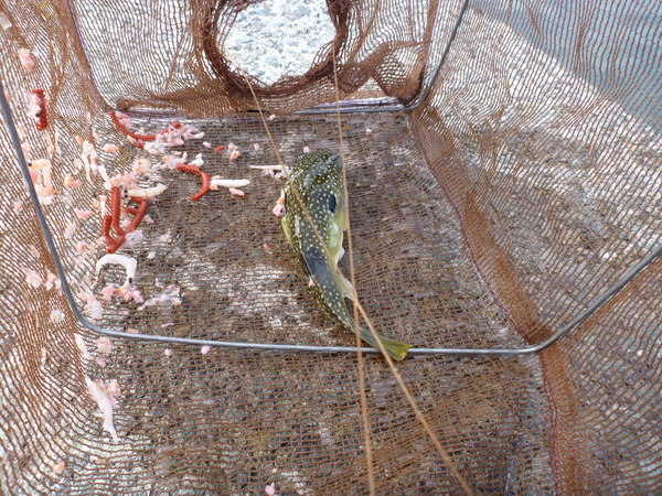 外浦港 釣り (8)