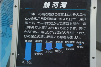 東海大海洋生物博物館 (17)