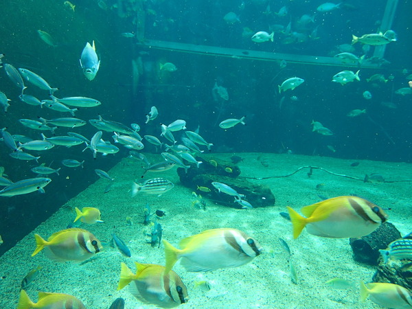 箱根園水族館 (117)