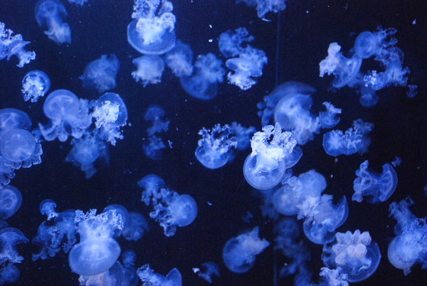 加茂水族館 (16)