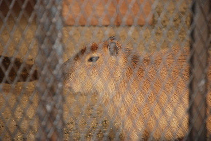 アルティメットアニマルシティ (23)