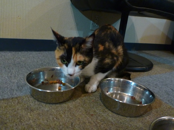 メディアカフェポパイ沼津店 (7)