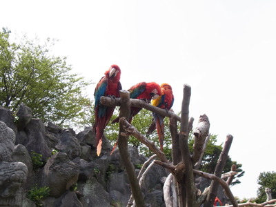 伊豆しゃぼてん公園 (69)