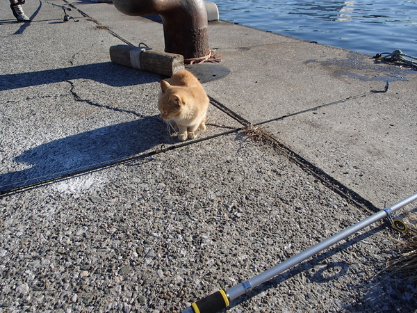 三崎港　釣り (11)