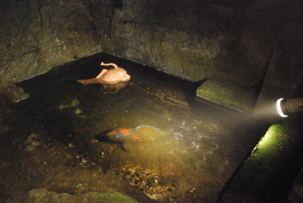 ハニベ巌窟院 (31)