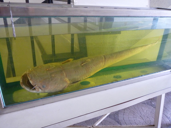 東京海洋大学 水産資料館 (8)